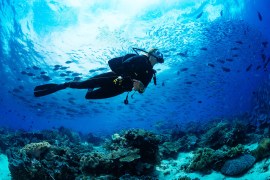 A Guide to the Ultimate Scuba Diving Destinations for Every Skill Level