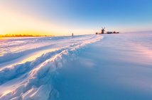 Exploring Antarctica: The Most Iconic Wildlife Species You’ll See