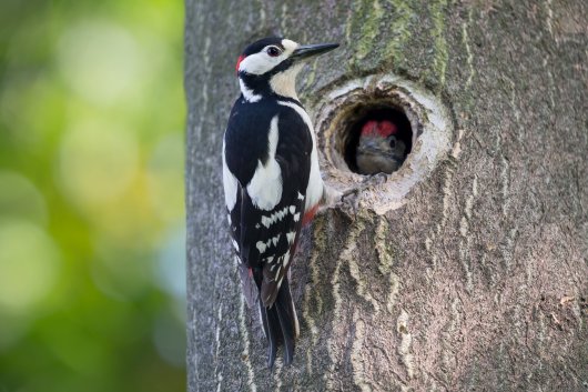 Beginner-Friendly Birdwatching Destinations That Guarantee Exciting Sightings